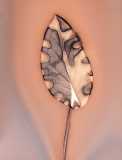 V11 Lago Patria_ Arum d'Italie_Phytographie, Fleurs de Feux_Anais Tondeur 2024